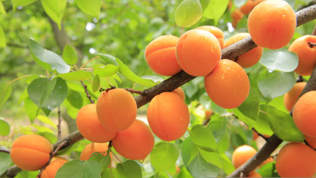 Aprikosen